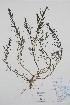  ( - BABY-09666)  @11 [ ] by (2020) Unspecified B.A. Bennett Herbarium (BABY)