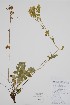  ( - CCDB-42644-D11)  @11 [ ] by (2023) Unspecified B.A. Bennett Herbarium (BABY)