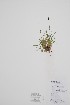  ( - CCDB-42644-F12)  @11 [ ] by (2023) Unspecified B.A. Bennett Herbarium (BABY)
