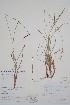  ( - CCDB-42644-G4)  @11 [ ] by (2023) Unspecified B.A. Bennett Herbarium (BABY)