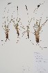  ( - CCDB-42644-G5)  @11 [ ] by (2023) Unspecified B.A. Bennett Herbarium (BABY)