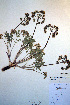 (Lomatium macrocarpum - CCDB-18321-H3)  @11 [ ] CreativeCommons - Attribution Non-Commercial Share-Alike (2012) CBG Photography Group Unspecified