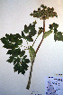  ( - CCDB-18321-G3)  @11 [ ] CreativeCommons - Attribution Non-Commercial Share-Alike (2012) CBG Photography Group Unspecified