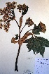  ( - CCDB-18321-A4)  @11 [ ] CreativeCommons - Attribution Non-Commercial Share-Alike (2012) CBG Photography Group Unspecified