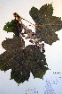  (Oplopanax horridus - CCDB-18321-D7)  @11 [ ] CreativeCommons - Attribution Non-Commercial Share-Alike (2012) CBG Photography Group Unspecified