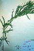  ( - CCDB-18323-F1)  @11 [ ] CreativeCommons - Attribution Non-Commercial Share-Alike (2012) CBG Photography Group Unspecified