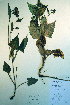  ( - CCDB-18323-F8)  @11 [ ] CreativeCommons - Attribution Non-Commercial Share-Alike (2012) CBG Photography Group Unspecified