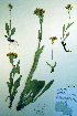  (Senecio lugens - CCDB-18323-E10)  @11 [ ] CreativeCommons - Attribution Non-Commercial Share-Alike (2012) CBG Photography Group Unspecified