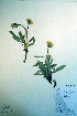  (Taraxacum lacerum - CCDB-18324-E7)  @11 [ ] CreativeCommons - Attribution Non-Commercial Share-Alike (2012) CBG Photography Group Unspecified