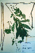  ( - CCDB-18324-E11)  @11 [ ] CreativeCommons - Attribution Non-Commercial Share-Alike (2012) CBG Photography Group Unspecified