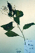  ( - CCDB-18324-A11)  @11 [ ] CreativeCommons - Attribution Non-Commercial Share-Alike (2012) CBG Photography Group Unspecified