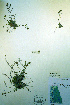  (Arabidopsis arenicola - CCDB-18325-A7)  @11 [ ] CreativeCommons - Attribution Non-Commercial Share-Alike (2012) CBG Photography Group Unspecified