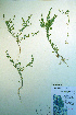  (Lepidium ramosissimum - CCDB-18326-E12)  @11 [ ] CreativeCommons - Attribution Non-Commercial Share-Alike (2012) CBG Photography Group Unspecified