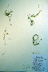  ( - CCDB-18327-G5)  @11 [ ] CreativeCommons - Attribution Non-Commercial Share-Alike (2012) CBG Photography Group Unspecified