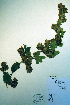  ( - CCDB-18327-E7)  @11 [ ] CreativeCommons - Attribution Non-Commercial Share-Alike (2012) CBG Photography Group Unspecified