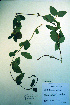  ( - CCDB-18327-F8)  @11 [ ] CreativeCommons - Attribution Non-Commercial Share-Alike (2012) CBG Photography Group Unspecified