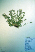  ( - CCDB-18327-D10)  @11 [ ] CreativeCommons - Attribution Non-Commercial Share-Alike (2012) CBG Photography Group Unspecified