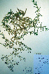  (Gypsophila paniculata - CCDB-18327-B11)  @11 [ ] CreativeCommons - Attribution Non-Commercial Share-Alike (2012) CBG Photography Group Unspecified