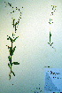  (Gypsophila elegans - CCDB-18327-A11)  @11 [ ] CreativeCommons - Attribution Non-Commercial Share-Alike (2012) CBG Photography Group Unspecified