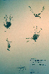  ( - CCDB-18328-H1)  @11 [ ] CreativeCommons - Attribution Non-Commercial Share-Alike (2012) CBG Photography Group Unspecified