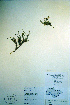  ( - CCDB-18328-C1)  @11 [ ] CreativeCommons - Attribution Non-Commercial Share-Alike (2012) CBG Photography Group Unspecified
