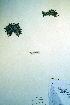  (Sabulina elegans - CCDB-18328-C2)  @11 [ ] CreativeCommons - Attribution Non-Commercial Share-Alike (2012) CBG Photography Group Unspecified