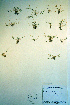  ( - CCDB-18328-G3)  @11 [ ] CreativeCommons - Attribution Non-Commercial Share-Alike (2012) CBG Photography Group Unspecified