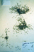  (Sabulina dawsonensis - CCDB-18328-E3)  @11 [ ] CreativeCommons - Attribution Non-Commercial Share-Alike (2012) CBG Photography Group Unspecified
