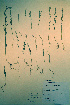  ( - CCDB-18328-F11)  @11 [ ] CreativeCommons - Attribution Non-Commercial Share-Alike (2012) CBG Photography Group Unspecified