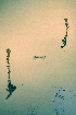  ( - CCDB-18329-B3)  @11 [ ] CreativeCommons - Attribution Non-Commercial Share-Alike (2012) CBG Photography Group Unspecified