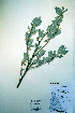  ( - CCDB-18329-B4)  @11 [ ] CreativeCommons - Attribution Non-Commercial Share-Alike (2012) CBG Photography Group Unspecified