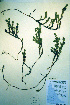  ( - CCDB-18329-F5)  @11 [ ] CreativeCommons - Attribution Non-Commercial Share-Alike (2012) CBG Photography Group Unspecified