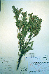  ( - CCDB-18329-C5)  @11 [ ] CreativeCommons - Attribution Non-Commercial Share-Alike (2012) CBG Photography Group Unspecified