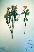  (Rhododendron x columbianum - CCDB-18329-B7)  @11 [ ] CreativeCommons - Attribution Non-Commercial Share-Alike (2012) CBG Photography Group Unspecified