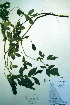  ( - CCDB-18329-F10)  @11 [ ] CreativeCommons - Attribution Non-Commercial Share-Alike (2012) CBG Photography Group Unspecified