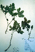  ( - CCDB-18329-E10)  @11 [ ] CreativeCommons - Attribution Non-Commercial Share-Alike (2012) CBG Photography Group Unspecified