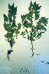  ( - CCDB-18329-D11)  @11 [ ] CreativeCommons - Attribution Non-Commercial Share-Alike (2012) CBG Photography Group Unspecified