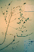  ( - CCDB-18329-G12)  @11 [ ] CreativeCommons - Attribution Non-Commercial Share-Alike (2012) CBG Photography Group Unspecified