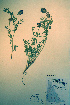  ( - CCDB-18329-C12)  @11 [ ] CreativeCommons - Attribution Non-Commercial Share-Alike (2012) CBG Photography Group Unspecified