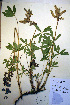  ( - CCDB-18330-F6)  @11 [ ] CreativeCommons - Attribution Non-Commercial Share-Alike (2012) CBG Photography Group Unspecified