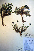  ( - CCDB-18330-B9)  @11 [ ] CreativeCommons - Attribution Non-Commercial Share-Alike (2012) CBG Photography Group Unspecified