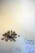  ( - CCDB-18330-F10)  @11 [ ] CreativeCommons - Attribution Non-Commercial Share-Alike (2012) CBG Photography Group Unspecified