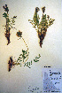  ( - CCDB-18330-G11)  @11 [ ] CreativeCommons - Attribution Non-Commercial Share-Alike (2012) CBG Photography Group Unspecified
