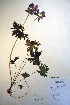  ( - CCDB-18331-C5)  @11 [ ] CreativeCommons - Attribution Non-Commercial Share-Alike (2012) CBG Photography Group Unspecified