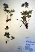  ( - CCDB-18331-B5)  @11 [ ] CreativeCommons - Attribution Non-Commercial Share-Alike (2012) CBG Photography Group Unspecified