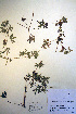 (Geranium carolinianum - CCDB-18331-A5)  @11 [ ] CreativeCommons - Attribution Non-Commercial Share-Alike (2012) CBG Photography Group Unspecified