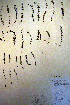  ( - CCDB-18331-H7)  @11 [ ] CreativeCommons - Attribution Non-Commercial Share-Alike (2012) CBG Photography Group Unspecified
