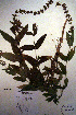  (Stachys pilosa - CCDB-18331-E10)  @11 [ ] CreativeCommons - Attribution Non-Commercial Share-Alike (2012) CBG Photography Group Unspecified