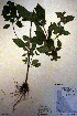  ( - CCDB-18331-F11)  @11 [ ] CreativeCommons - Attribution Non-Commercial Share-Alike (2012) CBG Photography Group Unspecified