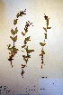  (Epilobium - CCDB-18332-F4)  @11 [ ] CreativeCommons - Attribution Non-Commercial Share-Alike (2012) CBG Photography Group Unspecified